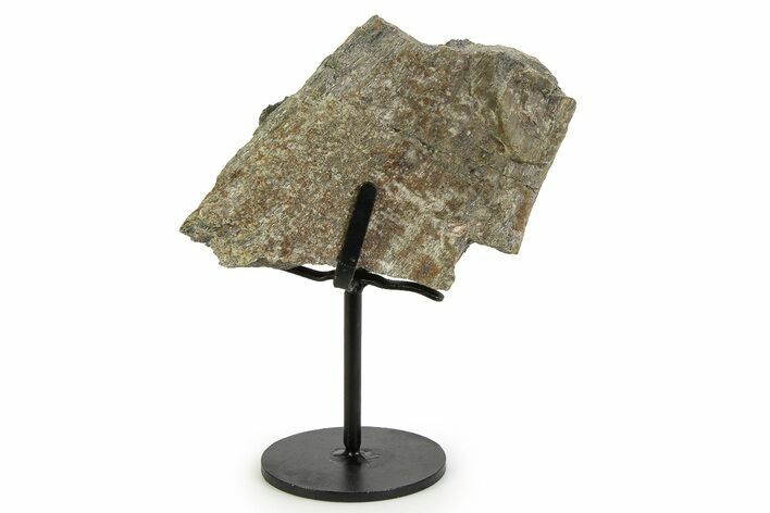 Fossil Sauropod Spinous Process Section with Metal Stand - Colorado #350613